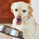 cane che non vuol mangiare