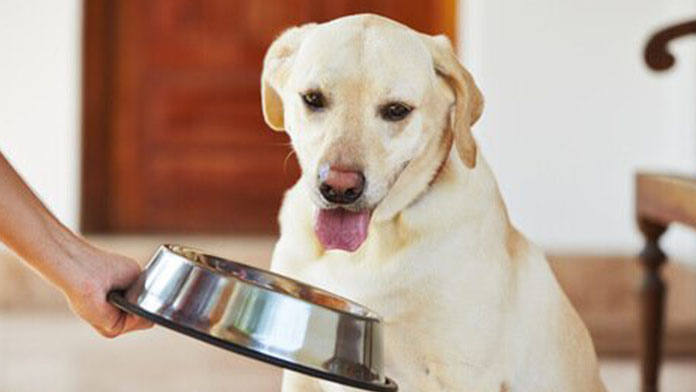 cane che non vuol mangiare